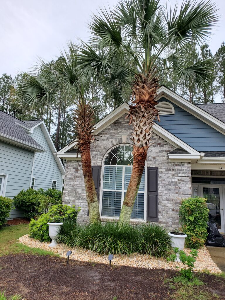 Palm trees and landscaped garden in front of a house featuring plantation shutters and brick facade, enhancing outdoor aesthetics for residential spaces.